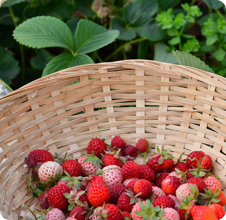 TEST | Strawberry’s
